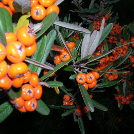 Pyracantha angustifolia